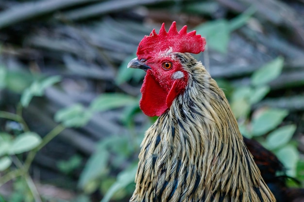 Beautiful cock on grass background