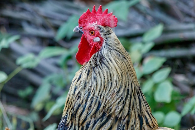 Beautiful cock on grass background