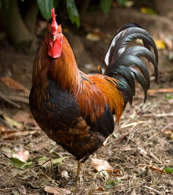 Beautiful cock in a natural background