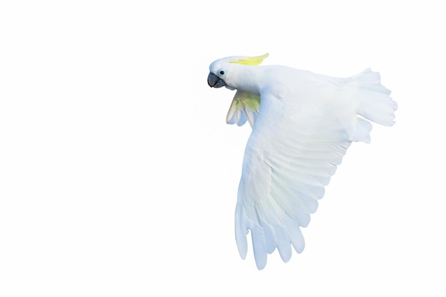 Beautiful cockatoo parrot flying isolated on white background.