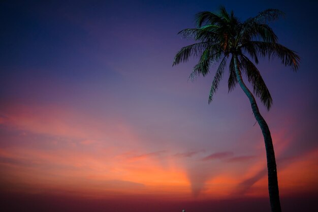 Photo beautiful coconut palm tree in sunny day background travel tropical summer beach holiday