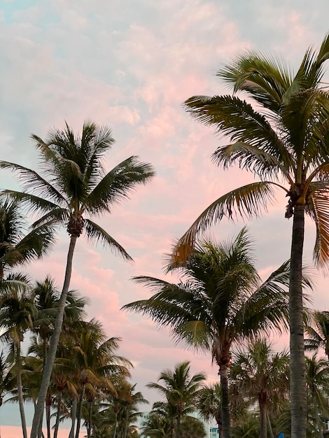 Beautiful coconut palm tree with amazing vivid sky at sunset