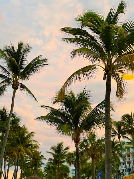 Beautiful coconut palm tree with amazing vivid sky at sunset