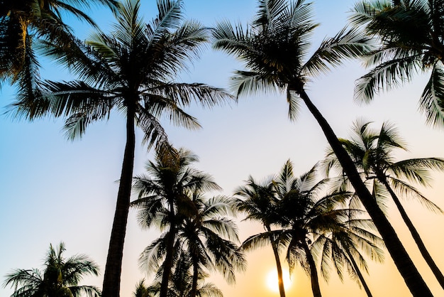 beautiful coconut palm tree with sunset