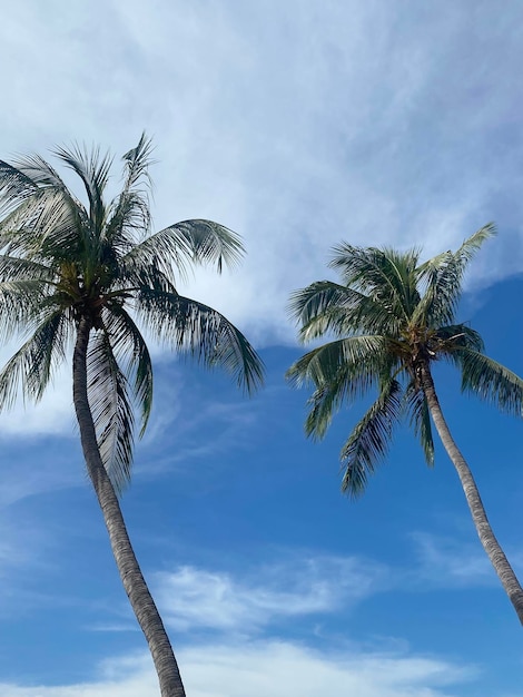 Beautiful coconut palm trees on blue sky background