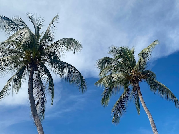 Beautiful coconut palm trees on blue sky background