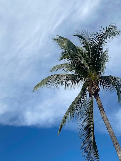 Beautiful coconut palm trees on blue sky background