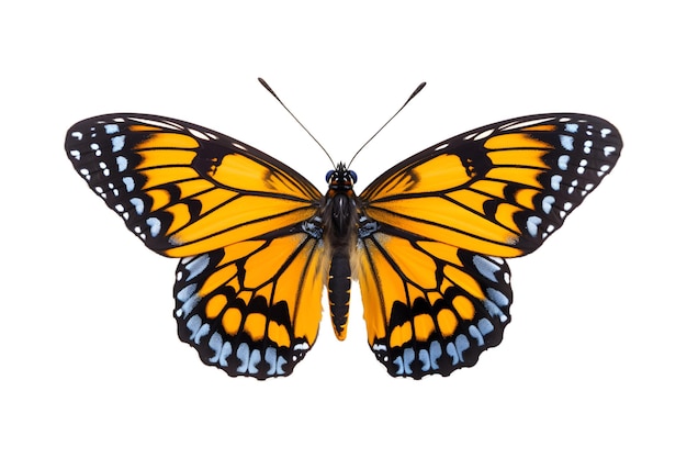 Beautiful color butterfly isolated on a white background