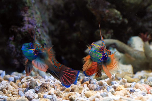 Beautiful color mandarin fish color full mandarin fish