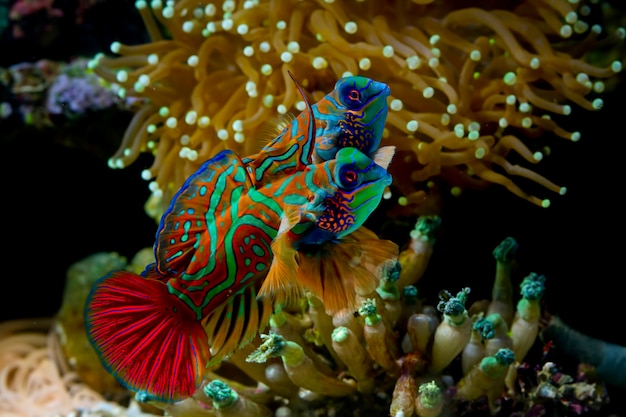 Beautiful color mandarin fish, Mandarinfish or Mandarin dragonet