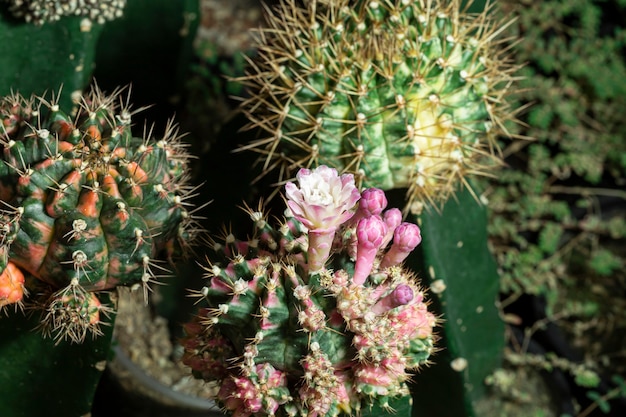 Beautiful colored cactus flowers blooming in the garden.