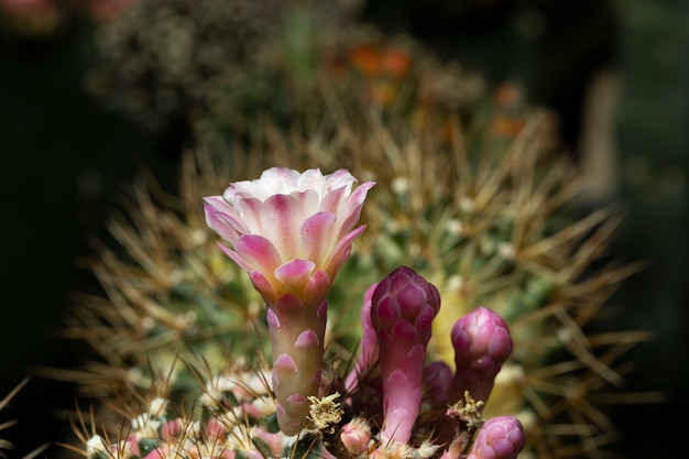 Beautiful colored cactus flowers blooming in the garden.