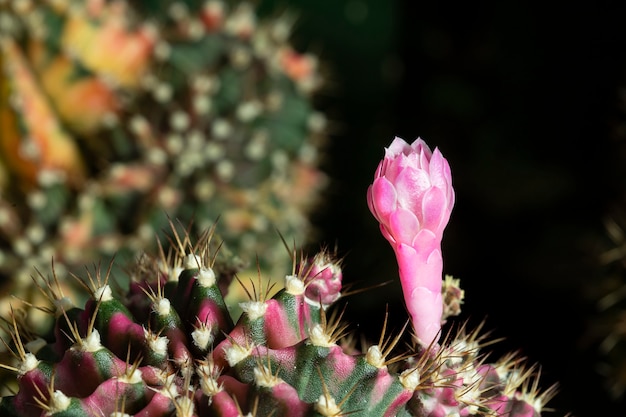 Beautiful colored cactus flowers blooming in the garden.