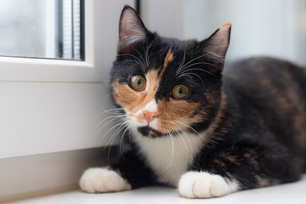 Beautiful colored cat sitting on a windowsill and looking to the window.