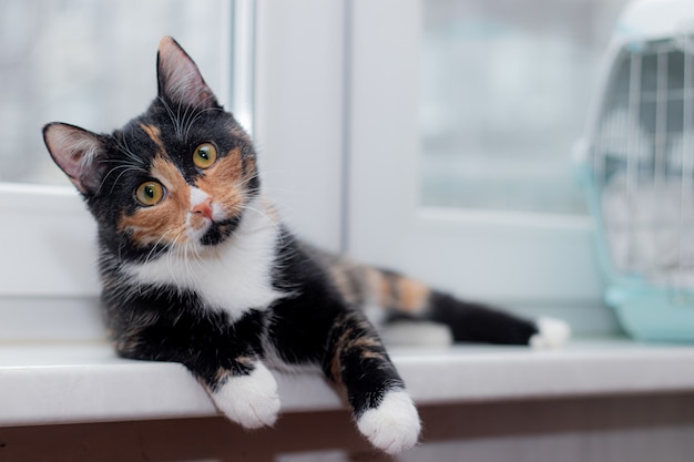 Beautiful colored cat sitting on a windowsill