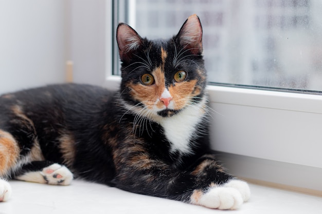 Beautiful colored cat sitting on a windowsill