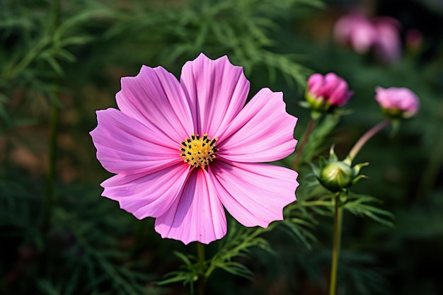 Beautiful colored Cosmos flowers in the morning of winter