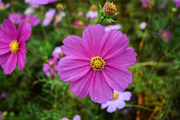 Beautiful colored flowers in the morning of winter.