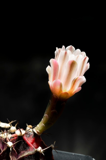 Beautiful colored gymnocalycium cactus flowers blooming in the garden.