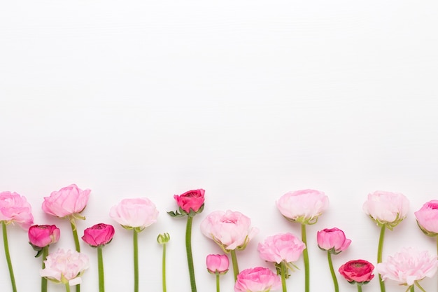 Beautiful colored ranunculus flowers