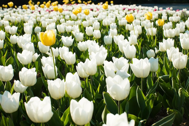 Beautiful colored tulip fields in spring at sunset Colorful tulips in the park Spring landscape