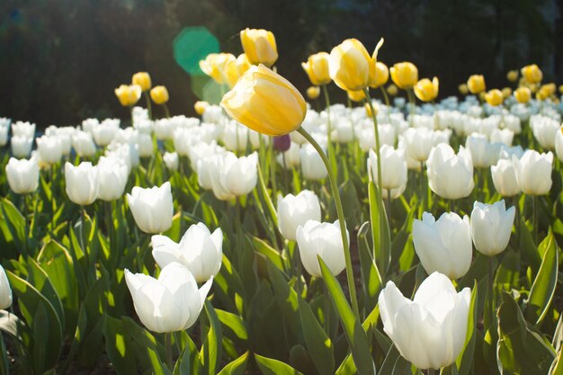 Beautiful colored tulip fields in spring at sunset Colorful tulips in the park Spring landscape