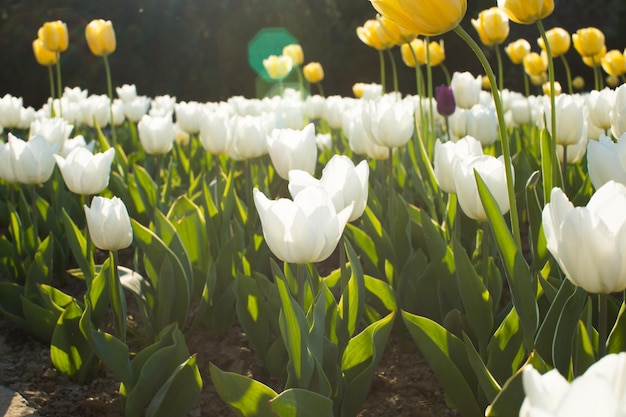 Beautiful colored tulip fields in spring at sunset Colorful tulips in the park Spring landscape