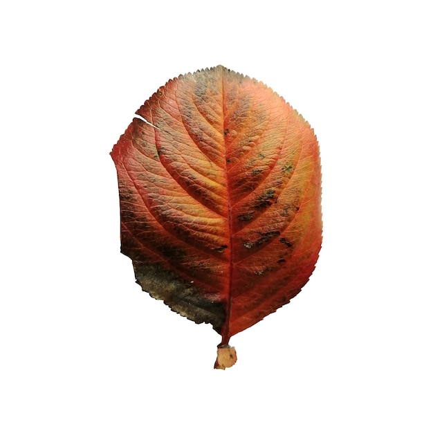 Beautiful colorful autumn leaf isolated on white background Aronia leaf yellow and reg pattern