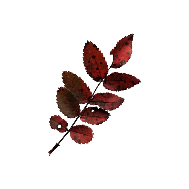 Beautiful colorful autumn leaf isolated on white background Autumn symbol Dark red rosehip leaf