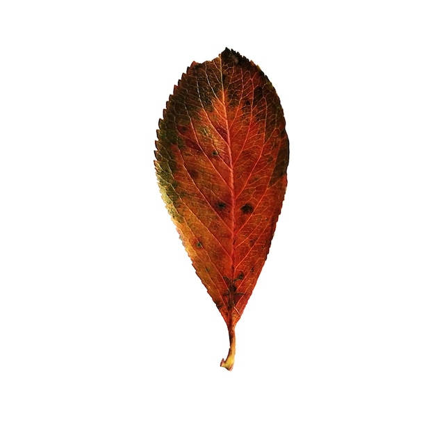 Beautiful colorful autumn leaf isolated on white background  Chokeberry leaf dark red