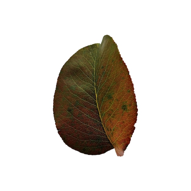 Beautiful colorful autumn leaf isolated on white background  Chokeberry leaf dark red