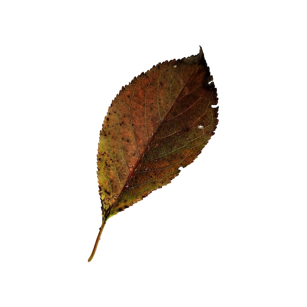 Beautiful colorful autumn leaf isolated on white background  Chokeberry leaf dark red