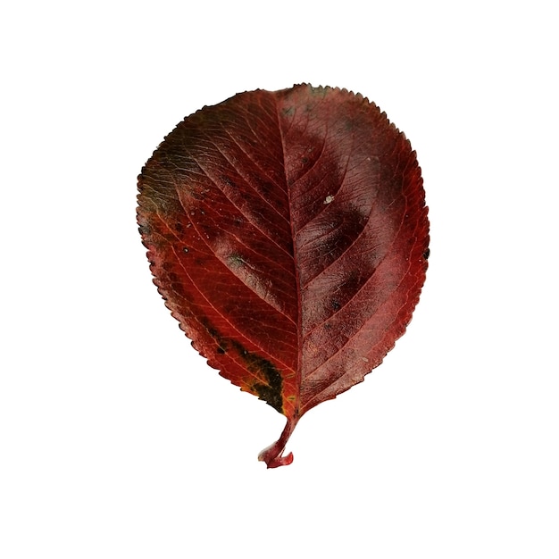 Beautiful colorful autumn leaf isolated on white background Chokeberry leaf dark red