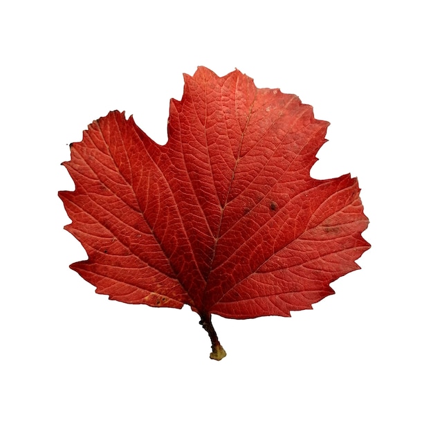 Beautiful colorful autumn leaf isolated on white background Red leaf from viburnum tree