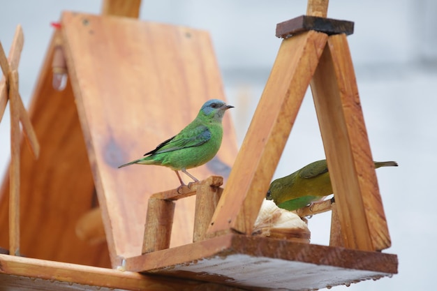 Beautiful colorful birds in nature feeding on various kinds of fruits.