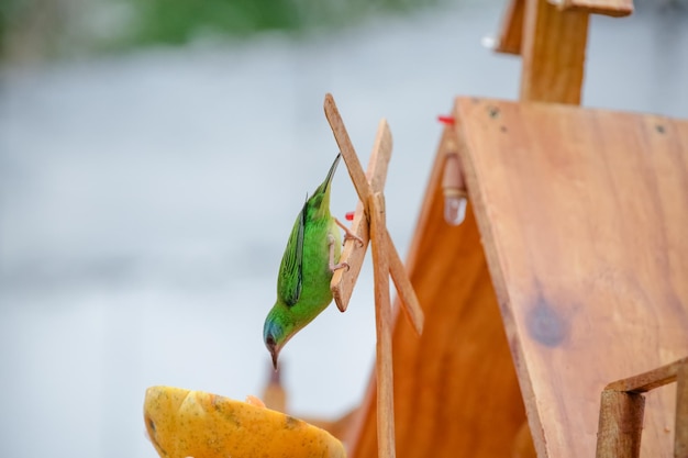 Beautiful colorful birds in nature feeding on various kinds of fruits.