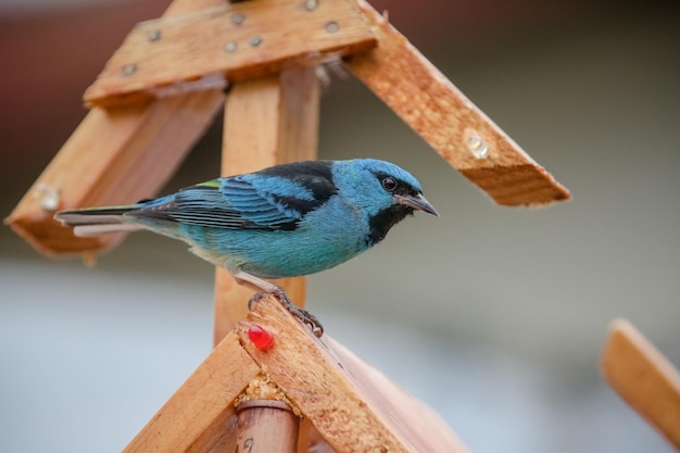 Beautiful colorful birds in nature feeding on various kinds of fruits.