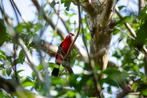 Beautiful colorful birds in nature feeding on various kinds of fruits.