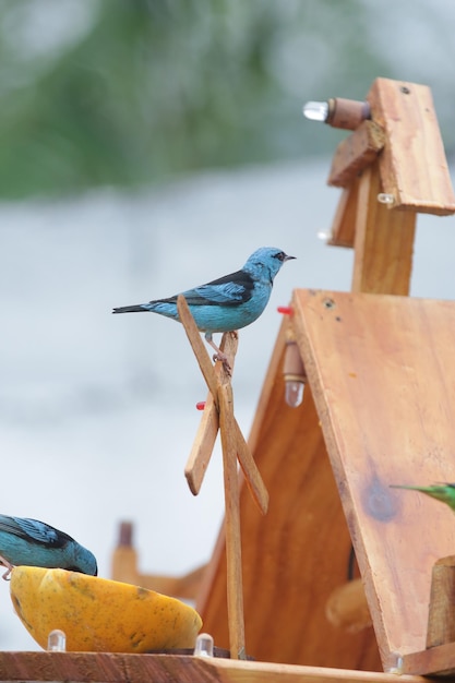 Beautiful colorful birds in nature feeding on various kinds of fruits.