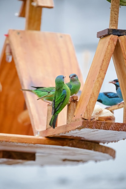 Beautiful colorful birds in nature feeding on various kinds of fruits.