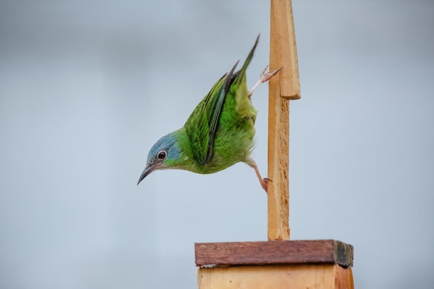 Beautiful colorful birds in nature feeding on various kinds of fruits.