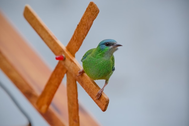 Beautiful colorful birds in nature feeding on various kinds of fruits.