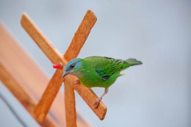 Beautiful colorful birds in nature feeding on various kinds of fruits.