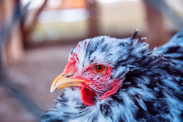 Beautiful colorful chicken Portrait of a domestic chicken with a scallop and a beard