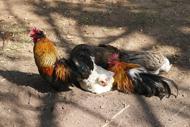 Photo beautiful colorful chicken with colorful feathers