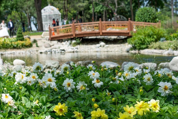 Beautiful colorful flower garden with various flowers