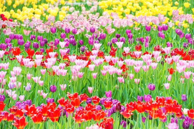 Beautiful colorful flowerbed of tulips in the park