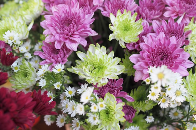 Beautiful colorful flowers as background