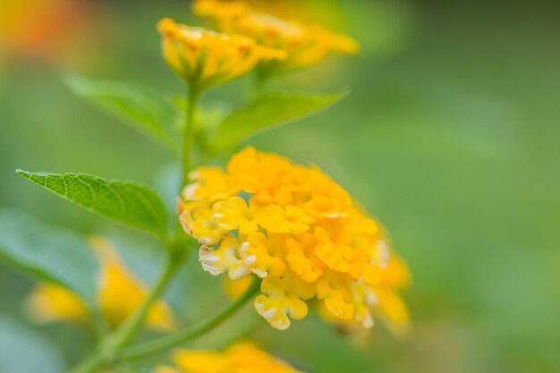 Beautiful Colorful Hedge Flower, Weeping Lantana, Lantana camara Linn 