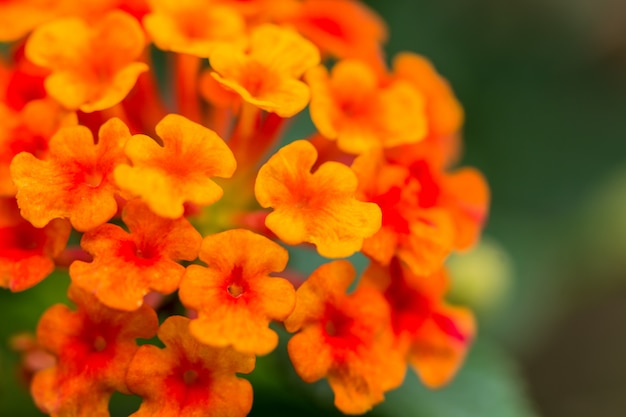 Beautiful Colorful Hedge Flower, Weeping Lantana, Lantana camara Linn 